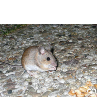 گونه موش خانگی House Mouse